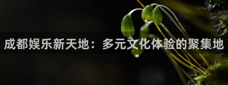 豪门国际链接